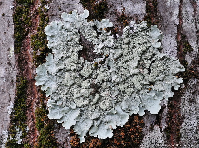 Licheni del parco sotto casa